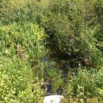 Culvert Crossing, Southside Brook, York, Maine
