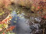 Culvert Crossing, Trib To Little Brook, Eliot, Maine