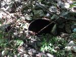 Culvert Crossing, Dolly Gordon Brook, York, Maine