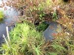 Multiple Culvert Crossing, Trib To Bog Brook, Lebanon, Maine