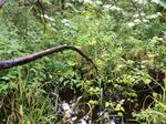 Culvert Crossing, Shapleigh, Maine