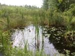 Culvert Crossing, Acton, Maine