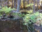 Culvert Crossing, Canes Brook, Sanford, Maine
