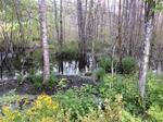 Culvert Crossing, Shapleigh, Maine