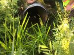Culvert Crossing, Turbats Creek, Kennebunkport, Maine