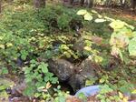 Culvert Crossing, Trib To Great East Lake, Acton, Maine