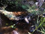 Multiple Culvert Crossing, Trib To Little River, Lebanon, Maine