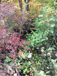 Culvert Crossing, Waterboro, Maine