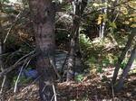 Culvert Crossing, Trib To Hamilton Branch, Lyman, Maine