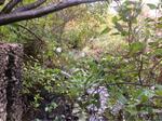 Culvert Crossing, Trib To Shaker Brook, Alfred, Maine
