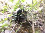 Multiple Culvert Crossing, Trib To Shaker Brook, Alfred, Maine