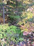 Culvert Crossing, Trib To Shaker Brook, Alfred, Maine