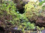 Culvert Crossing, Trib To Shaker Brook, Alfred, Maine