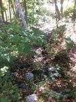 Culvert Crossing, Trib To Little River, York, Maine