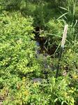 Culvert Crossing, Biddeford, Maine