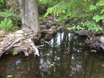Culvert Crossing, Lincolnville, Maine