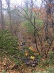Culvert Crossing, Tributary To Bird Brook, West Paris, Maine