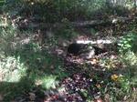Culvert Crossing, Palmyra, Maine