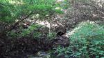 Culvert Crossing, Brunswick, Maine