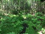 Culvert Crossing, Sandy River Plt, Maine