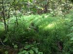Culvert Crossing, Sandy River Plt, Maine
