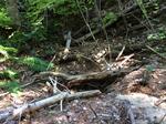 Culvert Crossing, Rumford, Maine