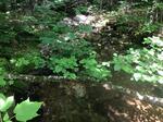 Culvert Crossing, Mason Twp, Maine