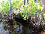 Culvert Crossing, Monmouth, Maine
