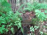 Culvert Crossing, Wayne, Maine