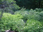 Bennett Pond Dam Crossing, Gales Brook, Parkman, Maine