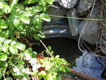 Unnamed Eagle Stream Trib Dam Crossing, Unnamed Waterbody, Greenville, Maine