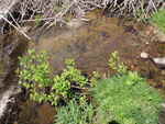 Peasley Brook Dam Crossing, Peasley Brook, Patten, Maine