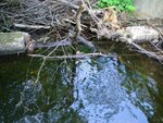 unknown Crossing, Dug Hill Brook, Baldwin, Maine