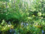 unknown Crossing, Chellis Brook, Newfield, Maine