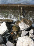 Quantabacook Lake Dam Crossing, Searsmont, Maine