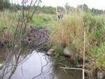 Beaver Dam Crossing, Mill Creek, Orrington, Maine