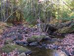 Debris Jam Crossing, Mill Stream, Dedham, Maine