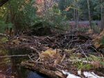 Debris Jam Crossing, Mill Stream, Dedham, Maine