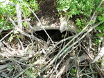 Beaver Dam Crossing, Unnamed Waterbody, Orland, Maine
