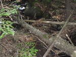Debris Jam Crossing, Unnamed Waterbody, Avon, Maine