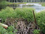 Beaver Dam Crossing, coubers brook, Wilton, Maine
