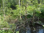 Beaver Dam Crossing, Greenlaw Brook, Limestone, Maine