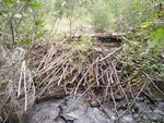Beaver Dam Crossing, Unknown, T12 R13 WELS, Maine