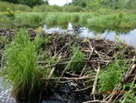 Beaver Dam Crossing, W Br Huntley Brook, Waite, Maine