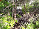 Beaver Dam Crossing, Wallagrass, Maine