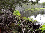 Beaver Dam Crossing, Hammond, Maine