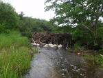 Beaver Dam Crossing, Black Brook, T25 MD BPP, Maine