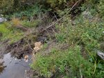 Beaver Dam Crossing, Shepardson Brook, Brooksville, Maine