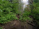 Beaver Dam Crossing, Greenlaw Brook, Limestone, Maine