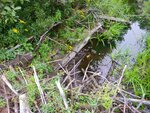 Beaver Dam Crossing, Little Clemmons Pond, Hiram, Maine